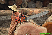 A logger takes a break in the Democratic Republic of Congo. More than 
21 million hectares of rainforest are now allocated to the logging 
industry, an area nearly seven times the size of Belgium.