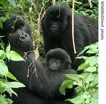 Gorilla family at Virunga National Park in DRC