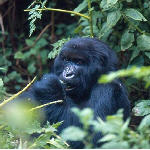 Congo gorilla