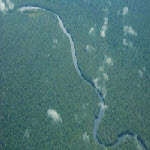 Congo rainforest