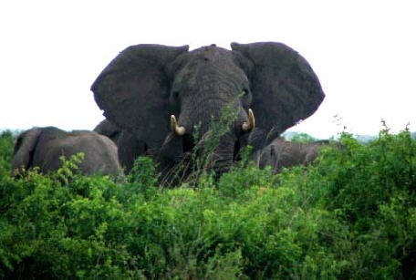 Elephants from Virunga National Park