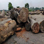 Logging in DR Congo