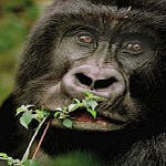 Congo Basin Gorilla