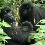 Congo Gorilla