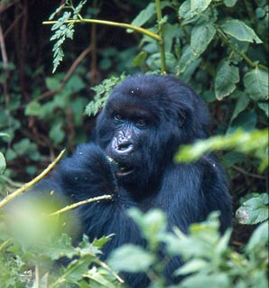 How a Mountain Gorilla should look.  Wildlifeextra