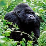 An adult male mountain gorilla in the Virunga Mountains, part of the Albertine Rift Ecoregion;