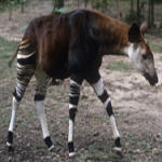 Okapi