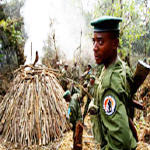 Virunga Park Ranger