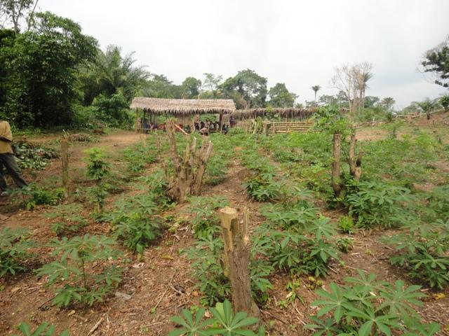 Renforcement des capacités sur les techniques agricoles pour une agriculture durable et la reduction de la préssion sur la forêt programme SOIL AWF-CIAT TSBF dans les territoire de DJOLU et BEFALE
